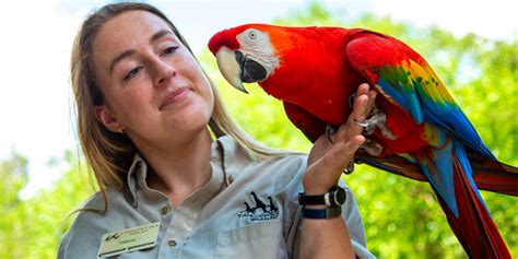 stl zoo jobs|national zoo job openings.